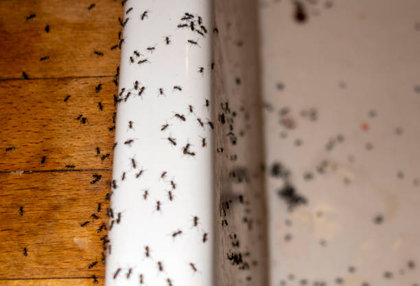 Best Wasp Removal Services  in Ridgeland, SC